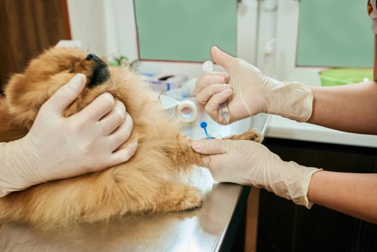 What are the symptoms of diabetes in dogs?